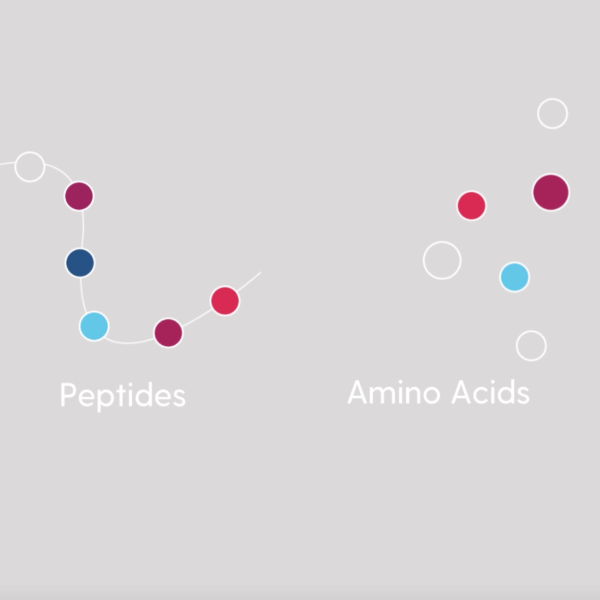 Amino Acids and Their Role in the Human Body