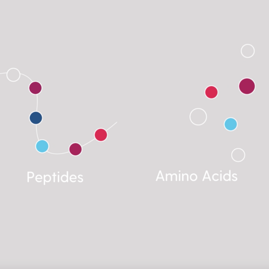 Amino Acids and Their Role in the Human Body